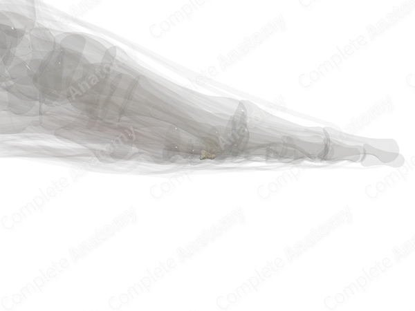 Distal Phalanx of Little Toe (Left)
