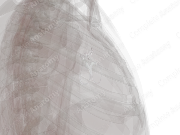 Fibrous Skeleton of Heart