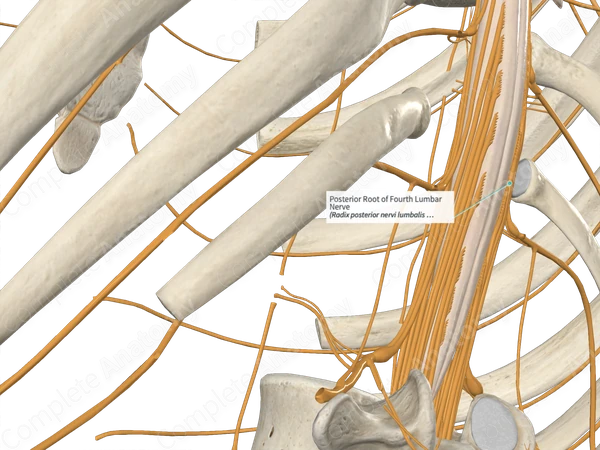 Posterior Root of Fourth Lumbar Nerve