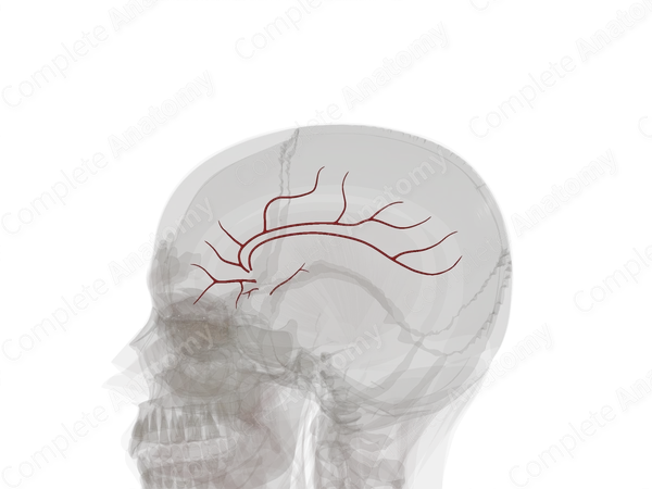 Branches of Anterior Cerebral Artery (Left)