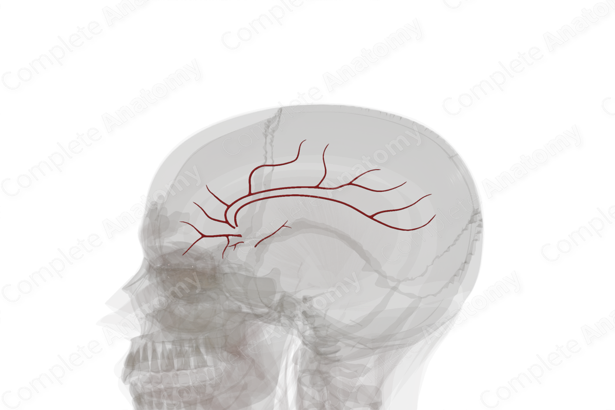 Branches of Anterior Cerebral Artery (Left)