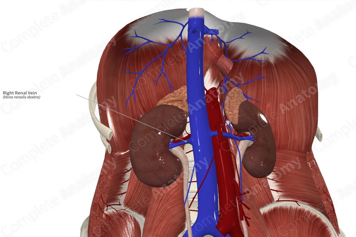 Right Renal Vein