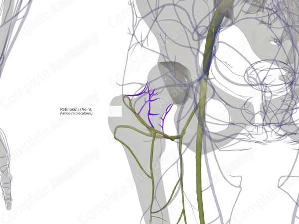 Retinacular Veins (Left)