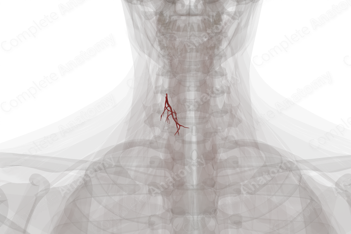 Arteries of Thyroid Gland (Left)