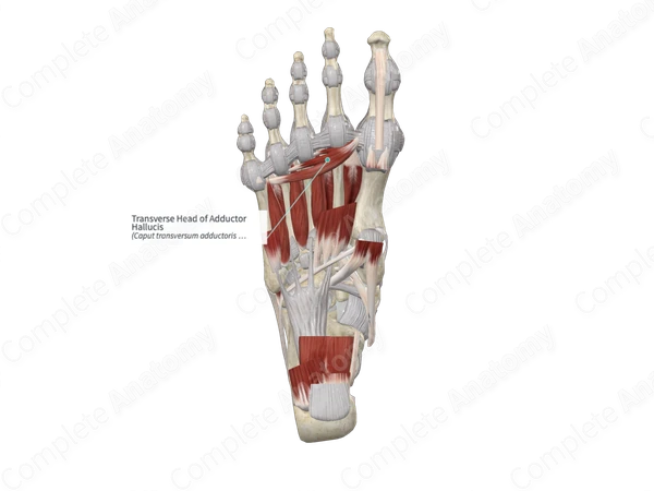 Transverse Head of Adductor Hallucis
