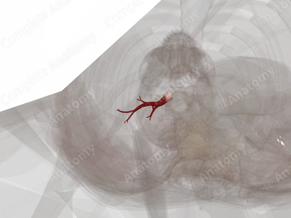 Pulmonary Veins of Inferior Lobe of Right Lung