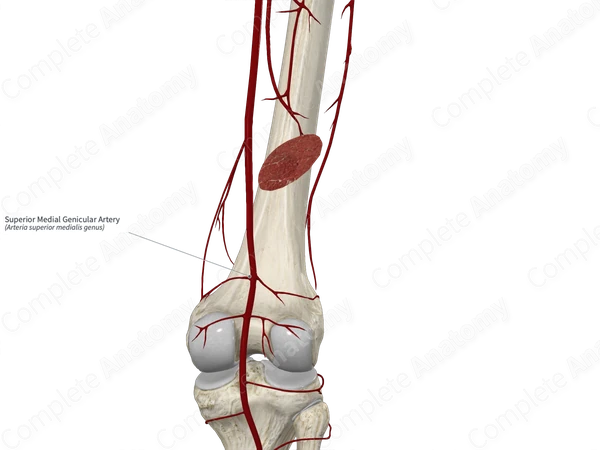 Superior Medial Genicular Artery