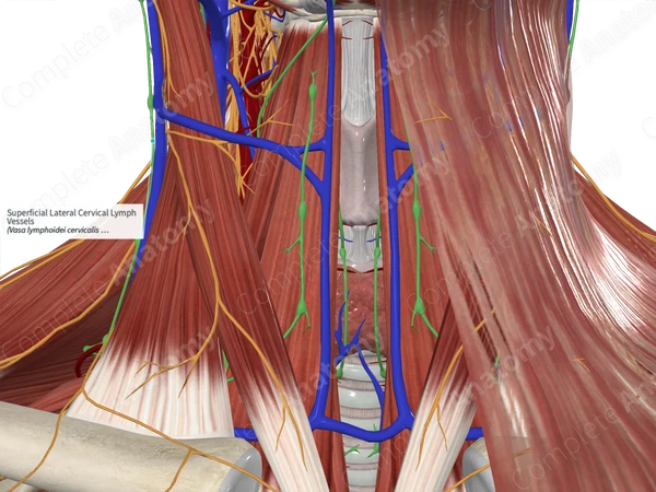 Superficial Lateral Cervical Lymph Vessels