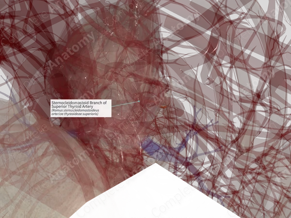 Sternocleidomastoid Branch of Superior Thyroid Artery (Left)