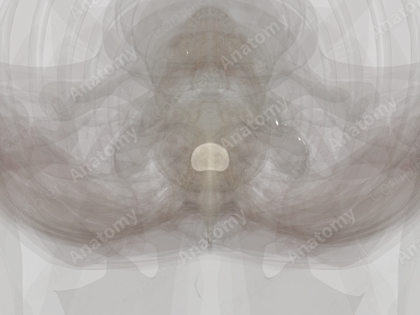 Intervertebral Disc (T3-T4)