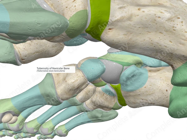 Tuberosity of Navicular Bone Complete Anatomy