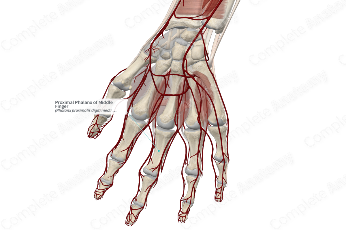 Proximal Phalanx of Middle Finger 