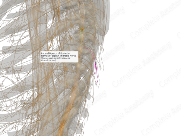 Lateral Branch of Posterior Ramus of Eighth Thoracic Nerve (Right)