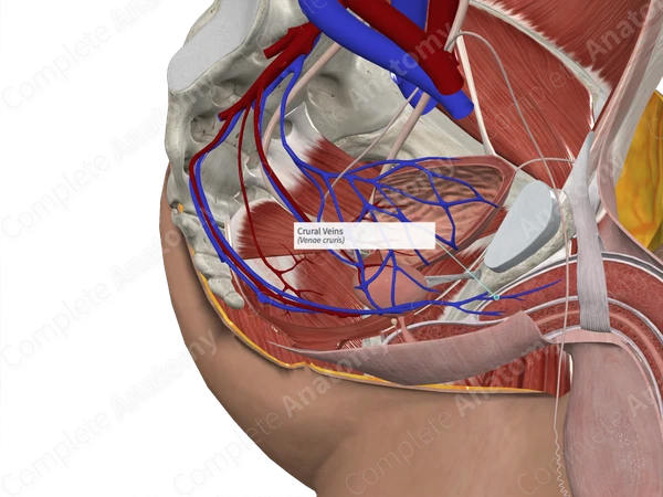 Crural Veins