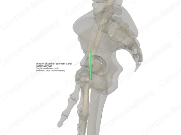 Tendon Sheath of Extensor Carpi Radialis Brevis (Right)