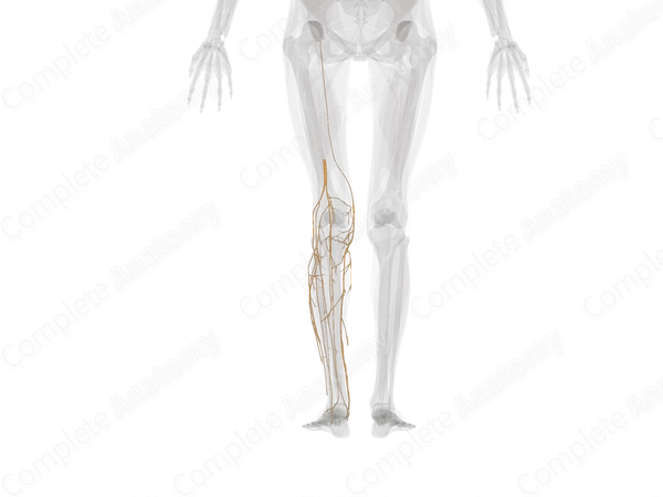 Nerves of Knee & Leg (Left)