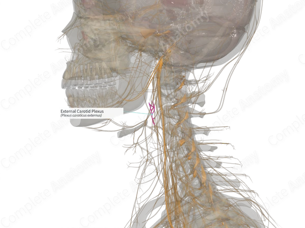 External Carotid Plexus (Right)