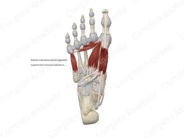 Plantar Calcaneocuboid Ligament 