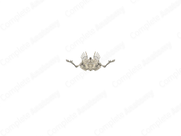 Skeletal System