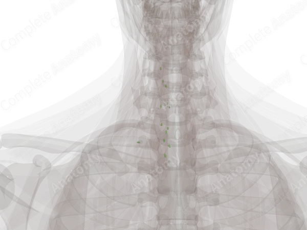 Anterior Cervical Nodes (Left)