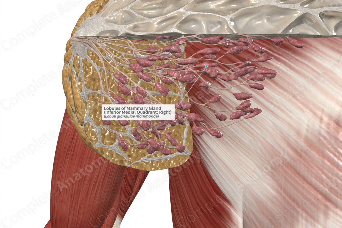 Lobules of Mammary Gland (Inferior Medial Quadrant; Right)