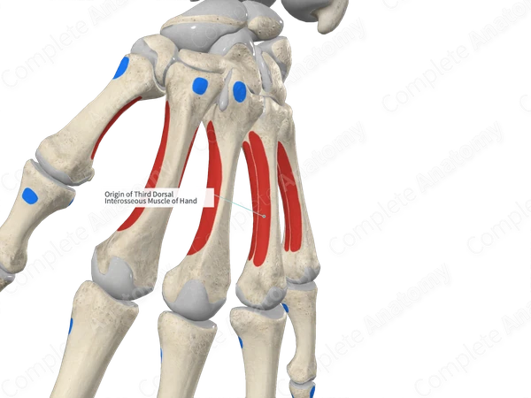 Origin of Third Dorsal Interosseous Muscle of Hand | Complete Anatomy