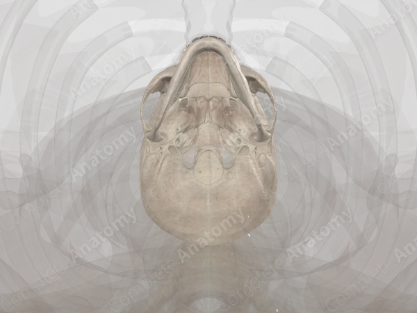 Bones of Head