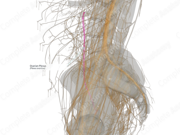 Ovarian Plexus (Left)