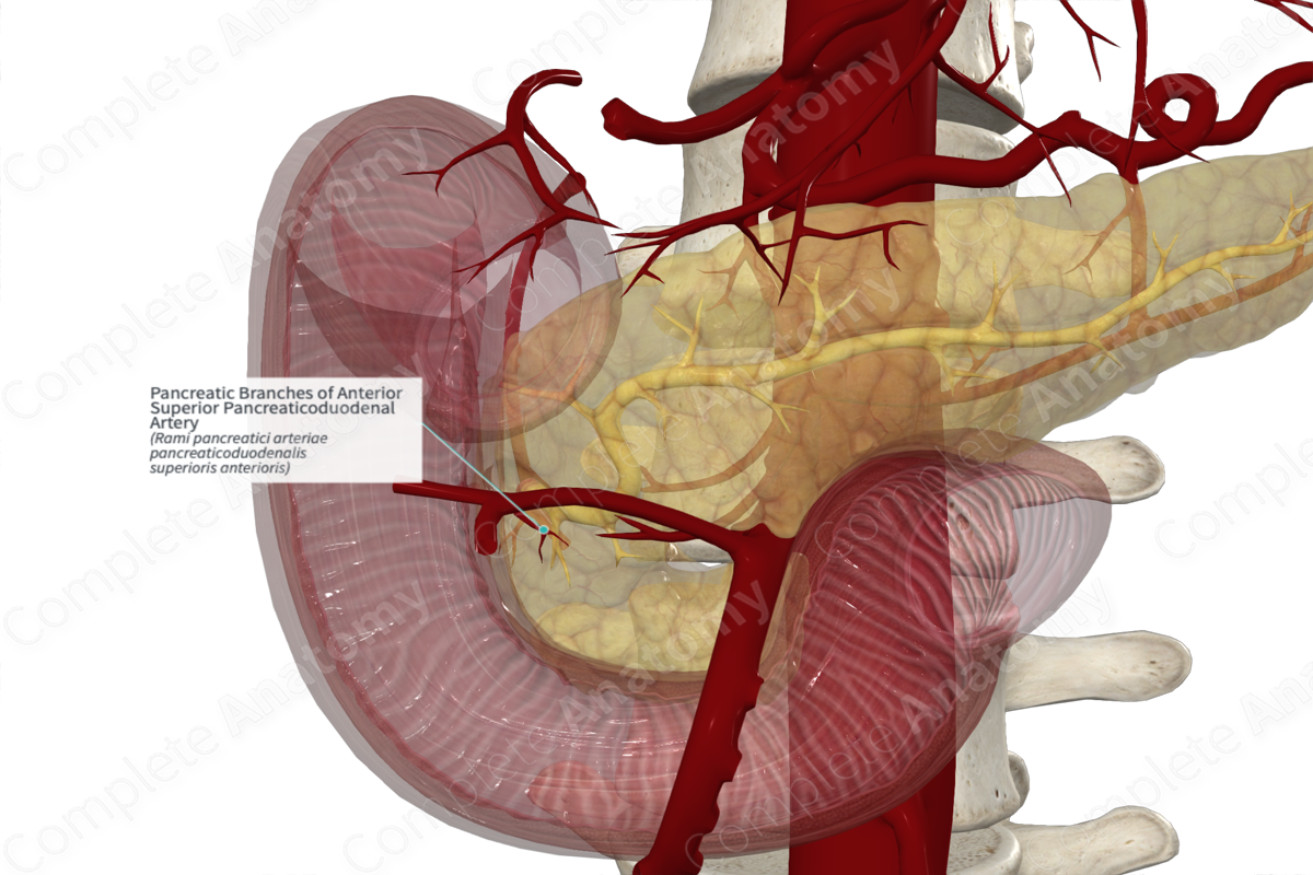 Pancreatic Branches of Anterior Superior Pancreaticoduodenal Artery