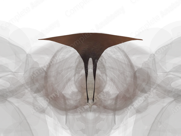 Vulva (Keratinized Portion)