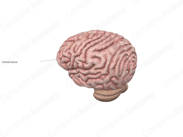 Central Sulcus