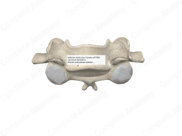 Inferior Articular Facets of Fifth Cervical Vertebra