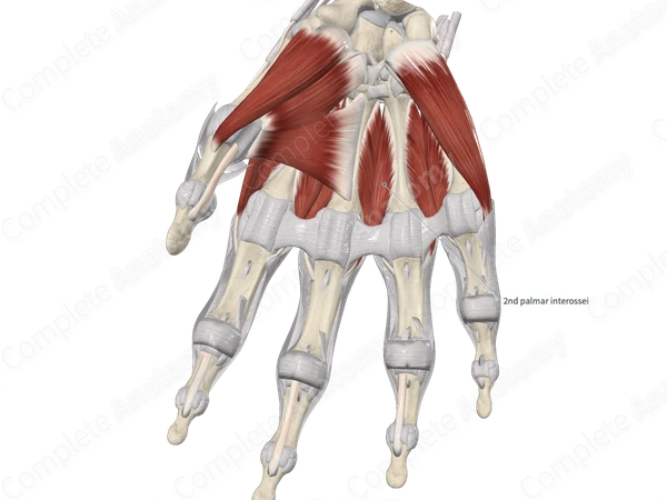 Second Palmar Interosseous Muscle 