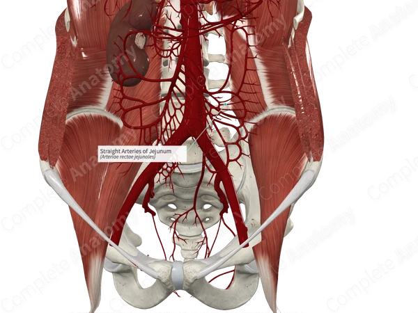 Straight Arteries of Jejunum