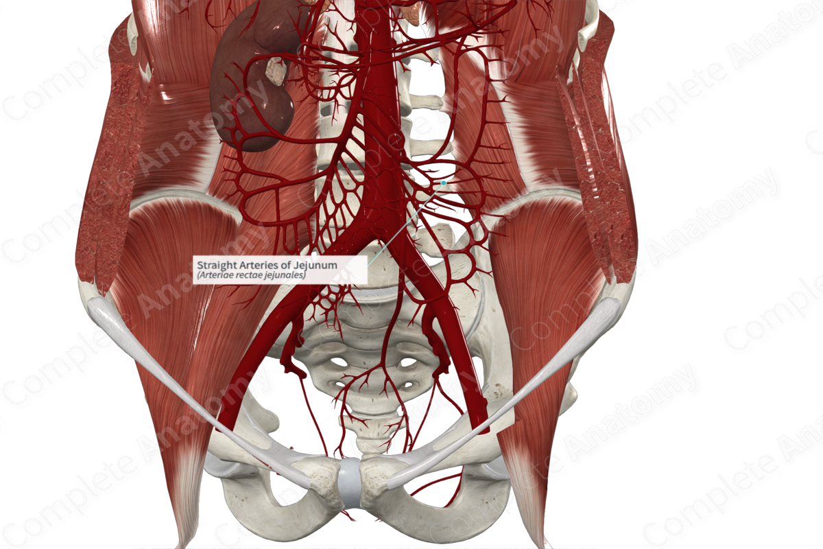 Straight Arteries of Jejunum