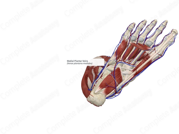 Medial Plantar Veins