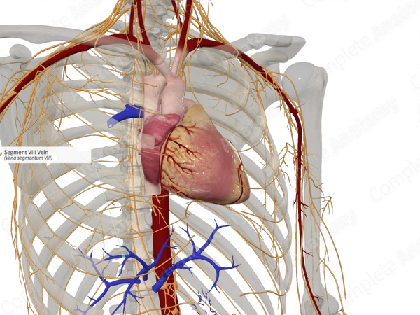 Segment VIII Vein