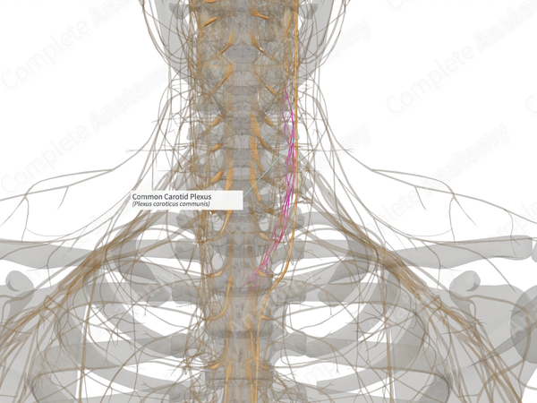 Common Carotid Plexus (Left)