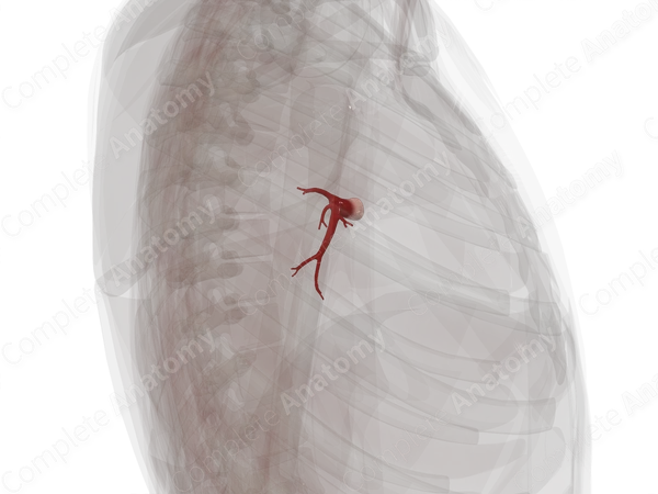 Pulmonary Veins of Inferior Lobe of Right Lung