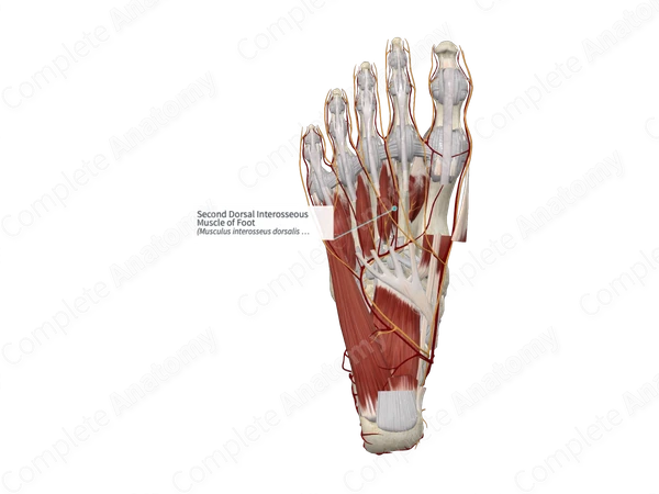 Second Dorsal Interosseous Muscle of Foot 
