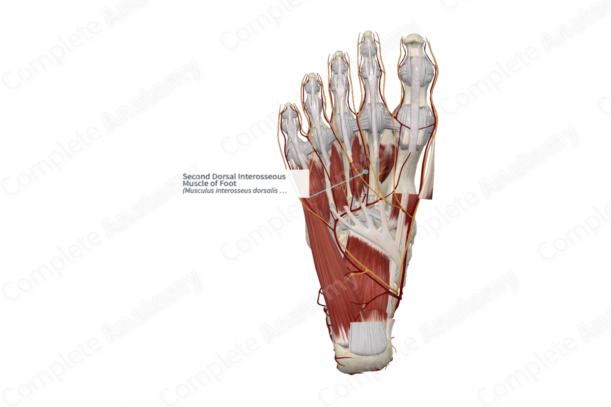 Second Dorsal Interosseous Muscle of Foot 