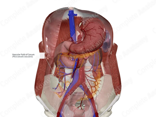 Vascular Fold of Cecum