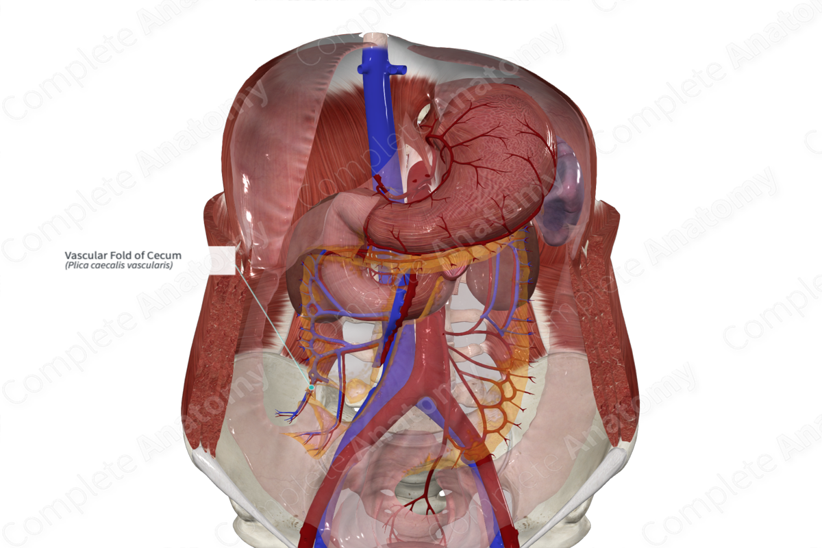 Vascular Fold of Cecum