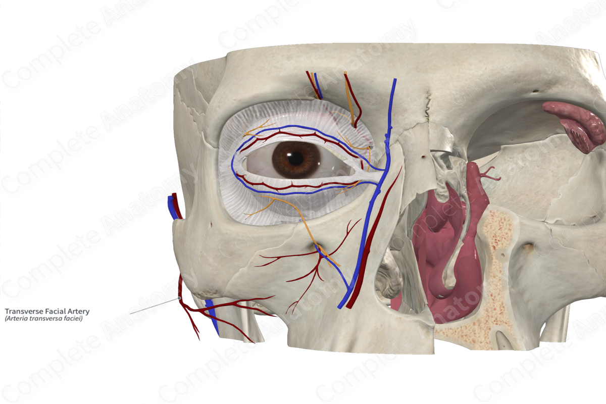 Transverse Facial Artery 