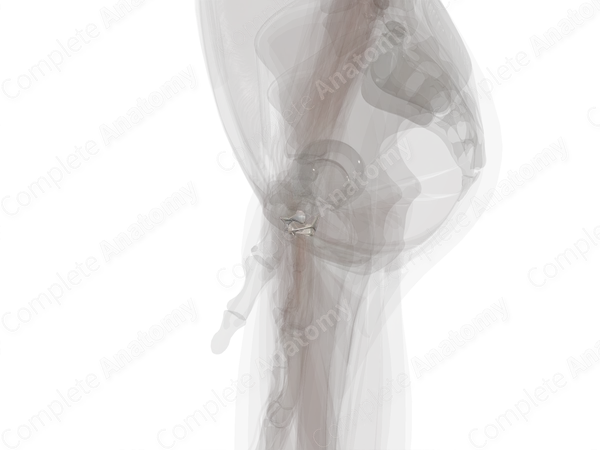 Intermetacarpal Joints (Left)