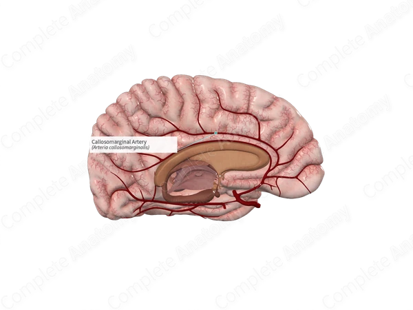 Callosomarginal Artery
