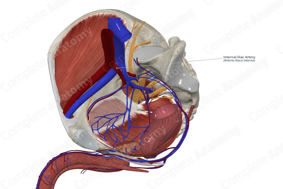 Internal Iliac Artery 