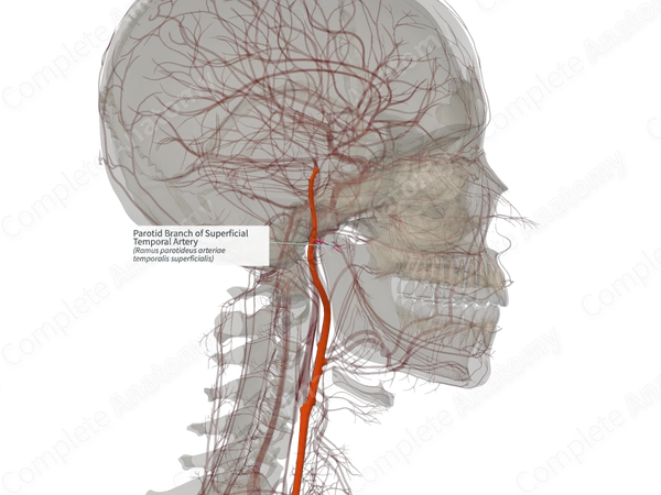 Parotid Branch of Superficial Temporal Artery (Left)