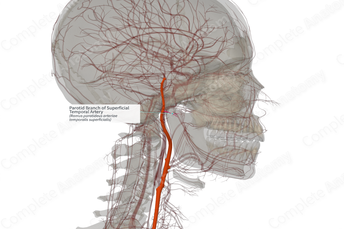 Parotid Branch of Superficial Temporal Artery (Left)