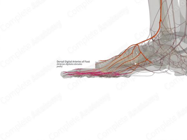 Dorsal Digital Arteries of Foot (Left)